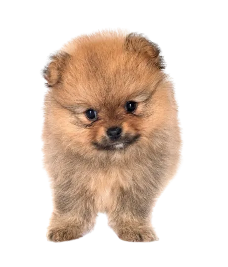 Cachorro Pomerania Quito