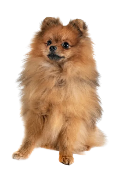 Pomerania Quito
